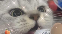 怎么不能倍速呢