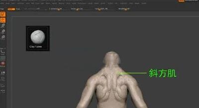 如何在Zbrush中雕刻肌肉？.jpg