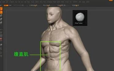 如何在Zbrush中雕刻肌肉？.jpg