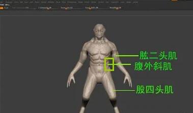 如何在Zbrush中雕刻肌肉？.jpg