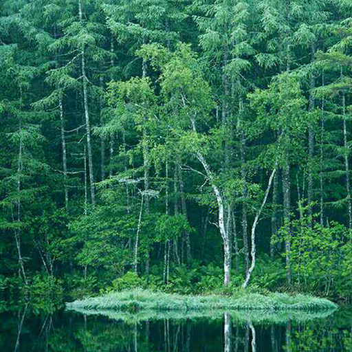 讲师头像